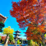 野見山明蔵寺 、紅葉、11月秋、愛知県稲沢市の観光・撮影スポットの画像と写真
