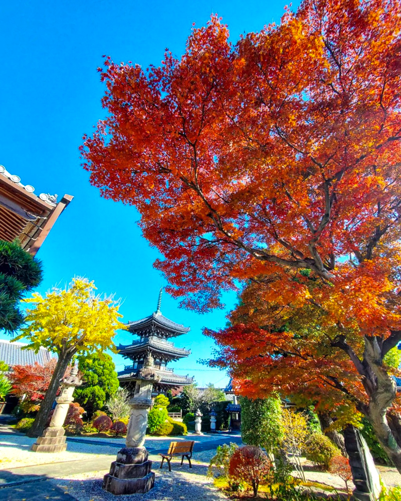 野見山明蔵寺 、紅葉、11月秋、愛知県稲沢市の観光・撮影スポットの画像と写真