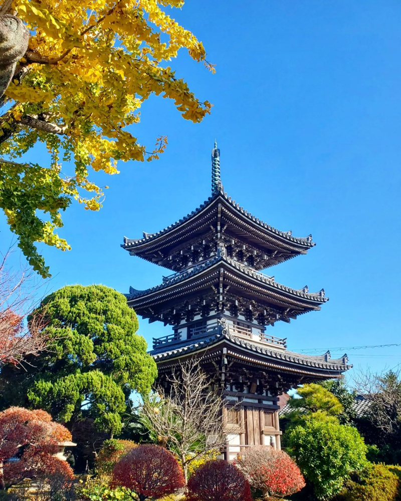 野見山明蔵寺 、紅葉、11月秋、愛知県稲沢市の観光・撮影スポットの画像と写真