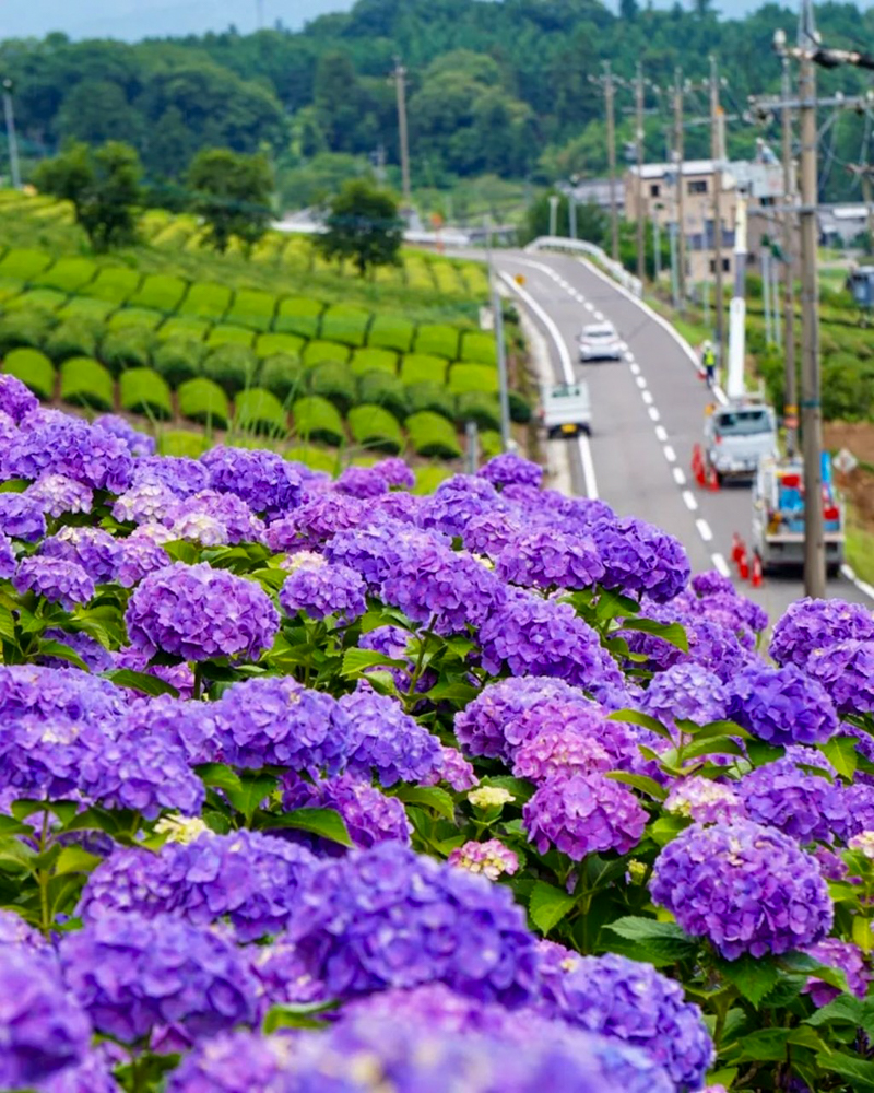 霞間ヶ渓、あじさい。6月夏の花、岐阜県揖斐郡の観光・撮影スポット