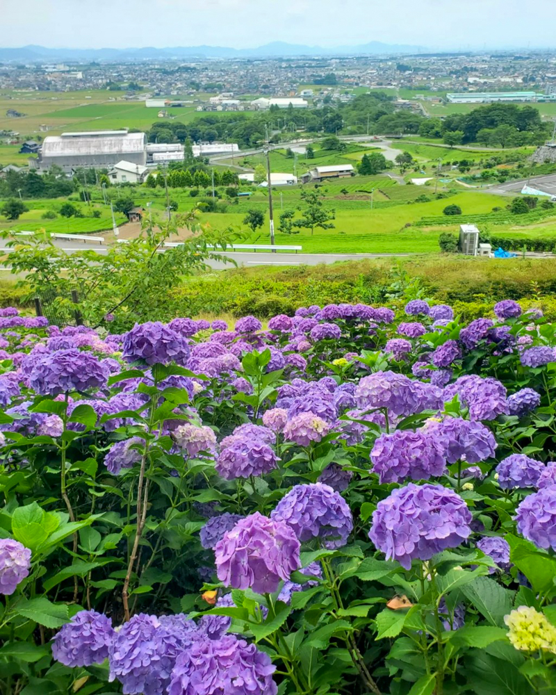 霞間ヶ渓、あじさい。6月夏の花、岐阜県揖斐郡の観光・撮影スポット