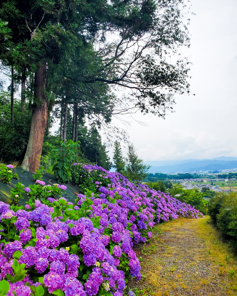 霞間ヶ渓、あじさい。6月夏の花、岐阜県揖斐郡の観光・撮影スポット