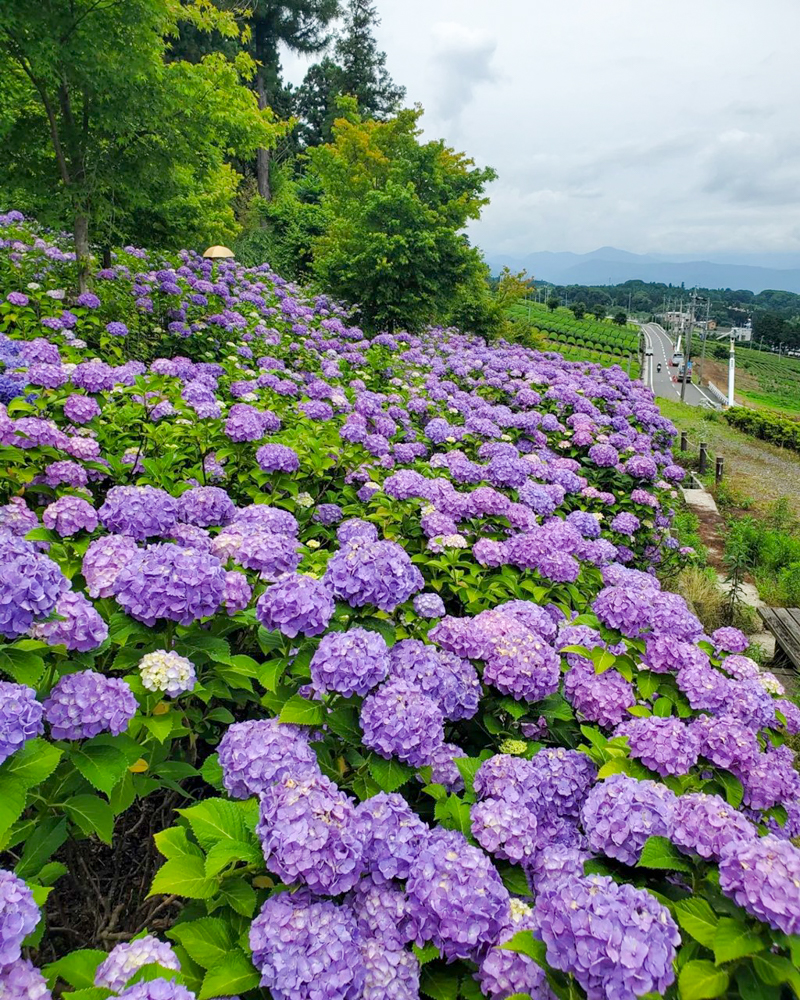 霞間ヶ渓、あじさい。6月夏の花、岐阜県揖斐郡の観光・撮影スポット