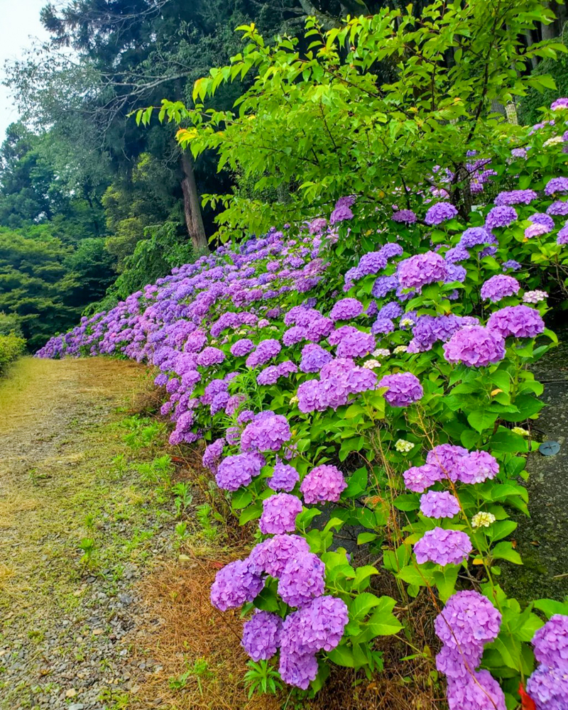 霞間ヶ渓、あじさい。6月夏の花、岐阜県揖斐郡の観光・撮影スポット