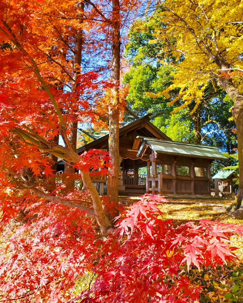 鞆江神社、紅葉、11月の花、愛知県一宮市の観光・撮影スポットの画像と写真