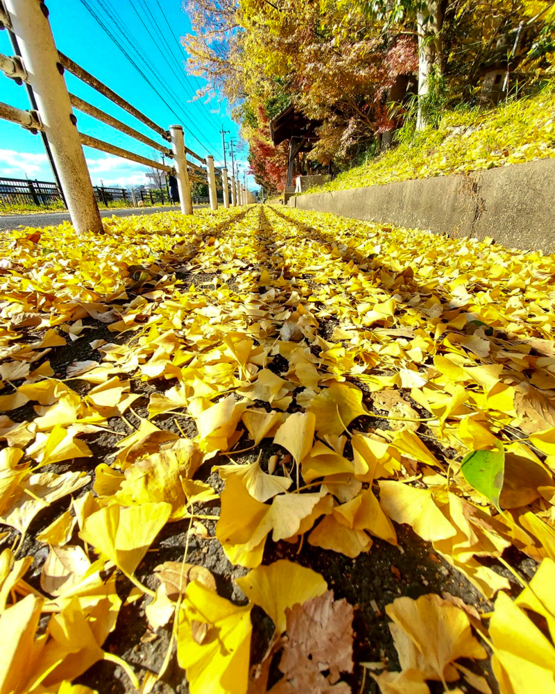 鞆江神社、紅葉、11月の花、愛知県一宮市の観光・撮影スポットの画像と写真