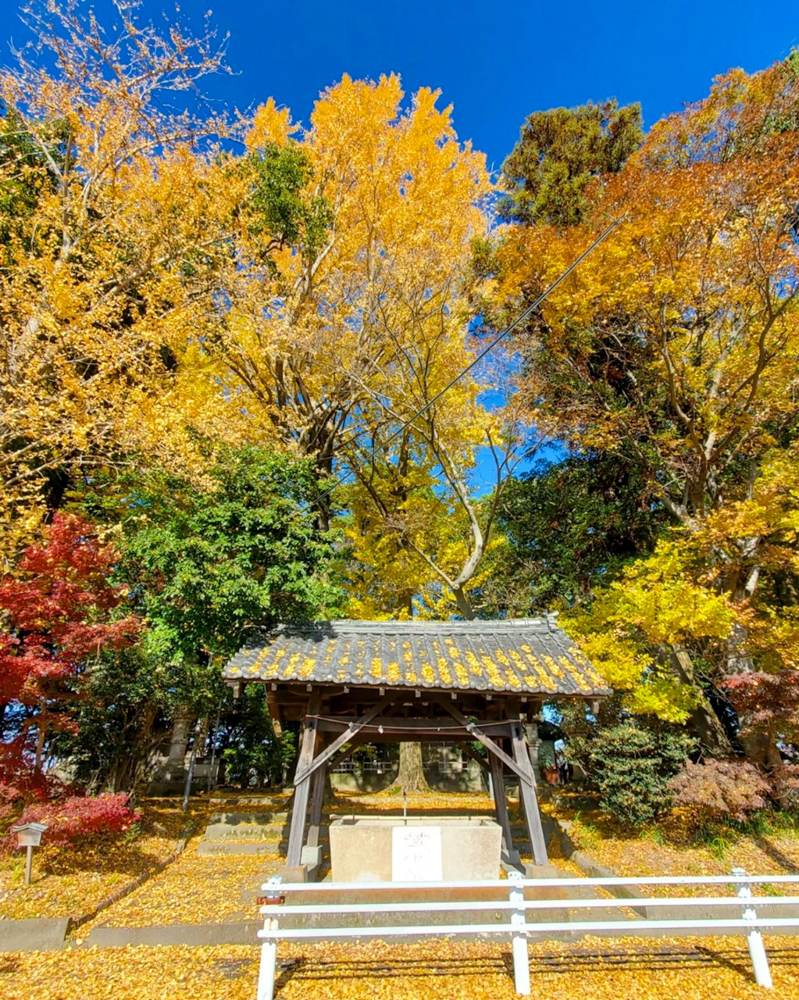 鞆江神社、紅葉、11月の花、愛知県一宮市の観光・撮影スポットの画像と写真