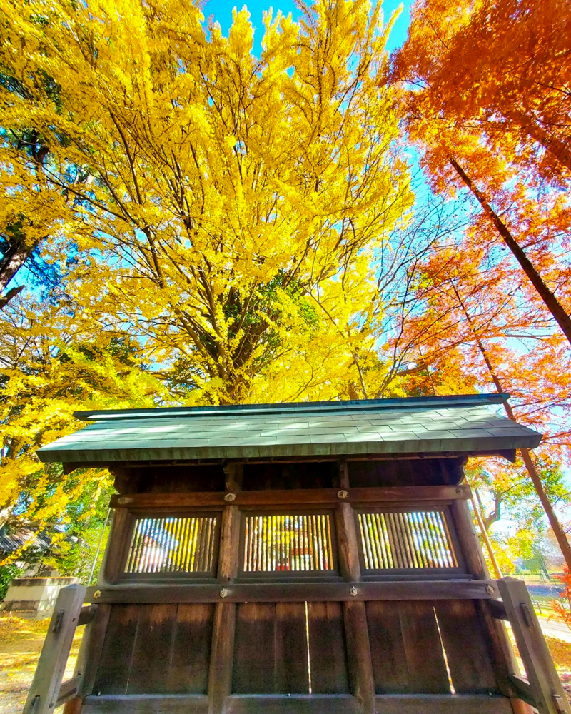 鞆江神社、紅葉、11月の花、愛知県一宮市の観光・撮影スポットの画像と写真