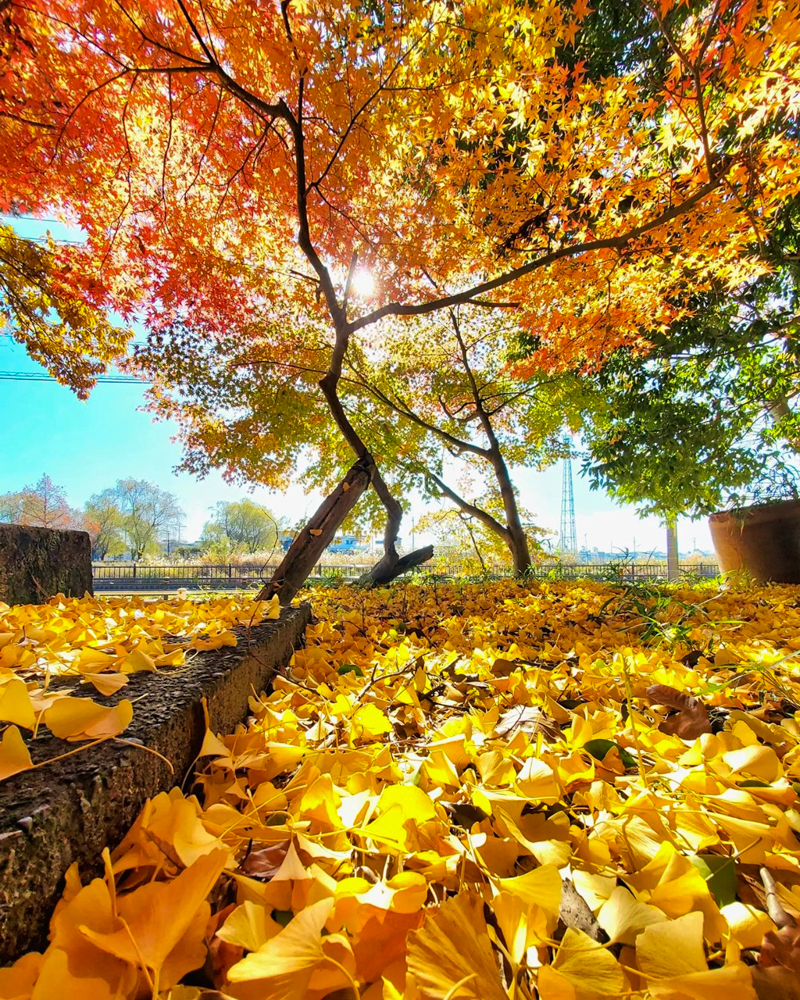 鞆江神社、紅葉、11月の花、愛知県一宮市の観光・撮影スポットの画像と写真