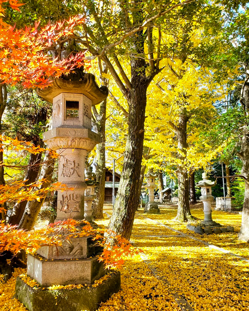 鞆江神社、紅葉、11月の花、愛知県一宮市の観光・撮影スポットの画像と写真