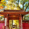 鞆江神社、紅葉、11月の花、愛知県一宮市の観光・撮影スポットの画像と写真