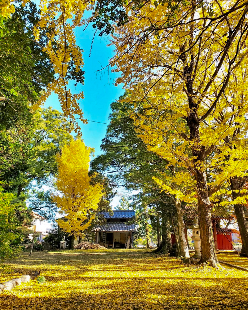 鞆江神社、紅葉、11月の花、愛知県一宮市の観光・撮影スポットの画像と写真