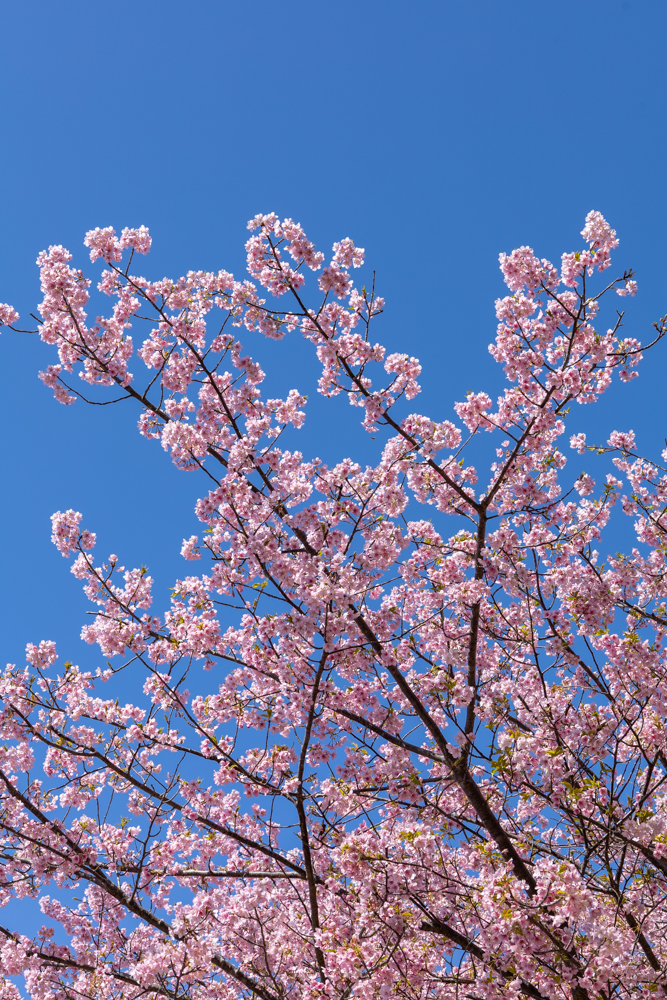ぶっしょうの河津桜、２月春、愛知県豊橋市の観光・撮影スポットの名所