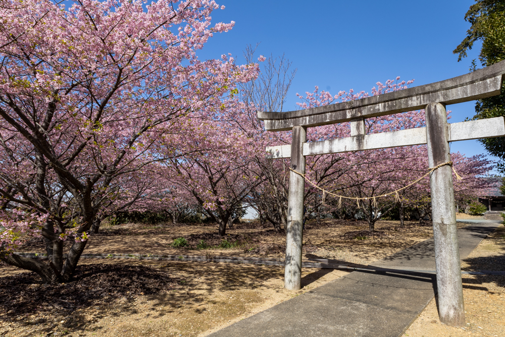 ぶっしょうの河津桜、２月春、愛知県豊橋市の観光・撮影スポットの名所