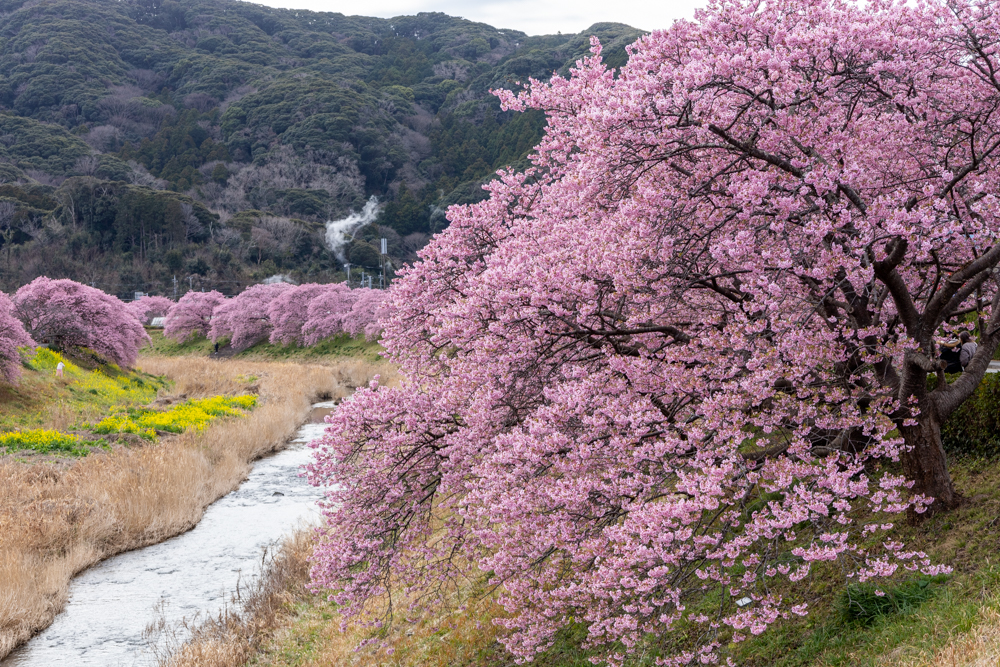 みなみの桜と菜の花まつり 、2月春、静岡県加茂郡の観光・撮影スポットの名所