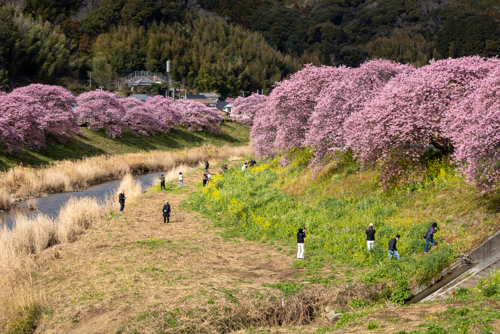 みなみの桜と菜の花まつり 、2月春、静岡県加茂郡の観光・撮影スポットの名所