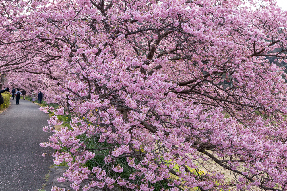 みなみの桜と菜の花まつり 、2月春、静岡県加茂郡の観光・撮影スポットの名所