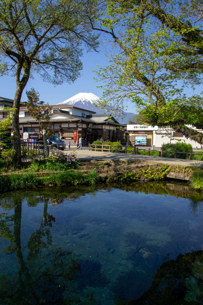忍野八海 、富士山、5月夏、山梨県南都留郡の観光・撮影スポットの名所