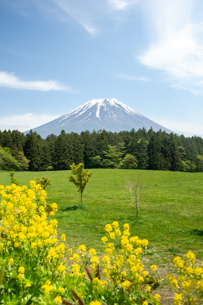道の駅・朝霧高原 、富士山、5月夏、静岡県富士宮市の観光・撮影スポットの名所