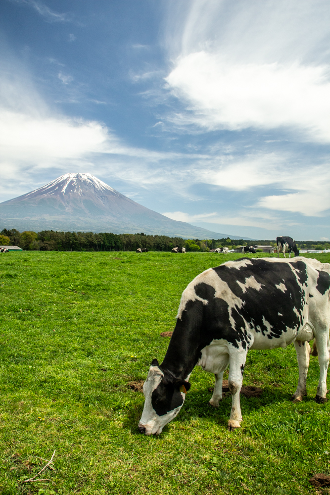 朝霧高原 、乳牛、富士山、5月夏、静岡県富士宮市の観光・撮影スポットの名所