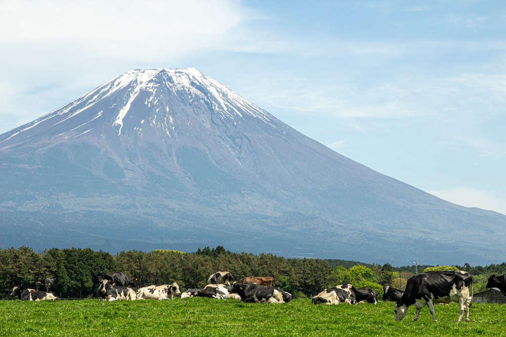 朝霧高原 、乳牛、富士山、5月夏、静岡県富士宮市の観光・撮影スポットの名所