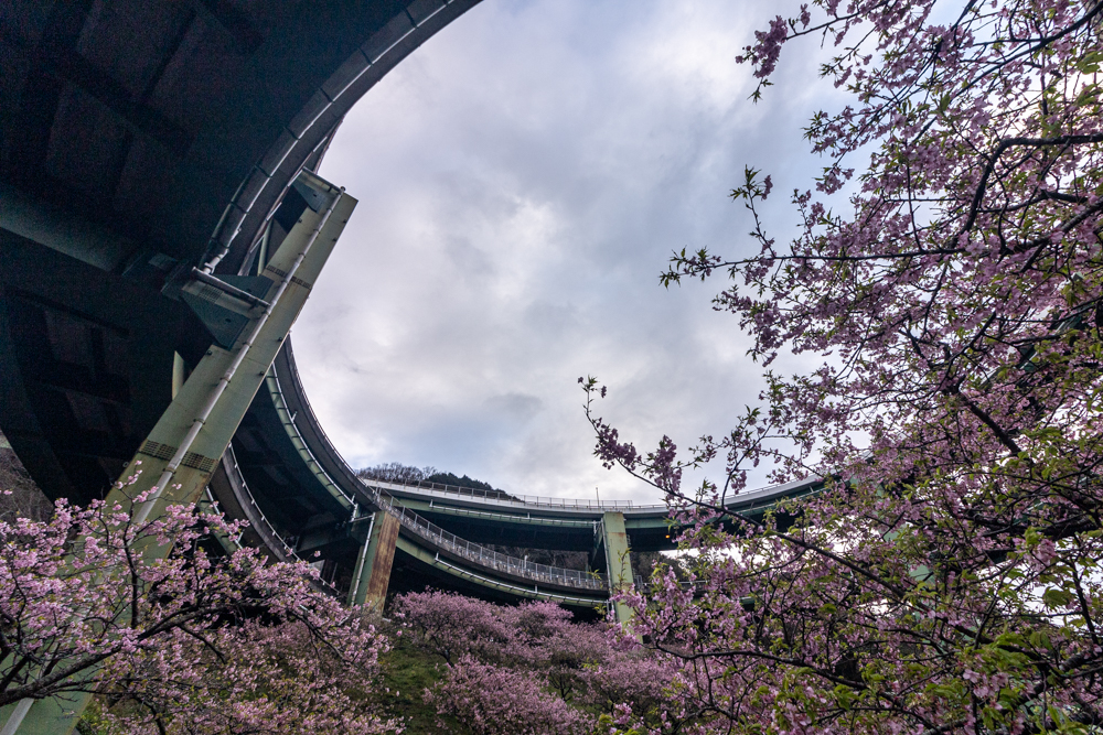 河津七滝ループ橋 、河津桜、2月春、静岡県加茂郡の観光・撮影スポットの名所