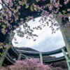 河津七滝ループ橋 、河津桜、2月春、静岡県加茂郡の観光・撮影スポットの名所