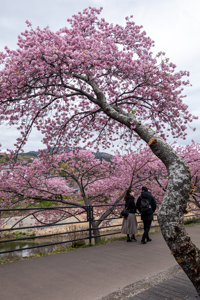 河津桜まつり、2月春、静岡県加茂郡の観光・撮影スポットの名所