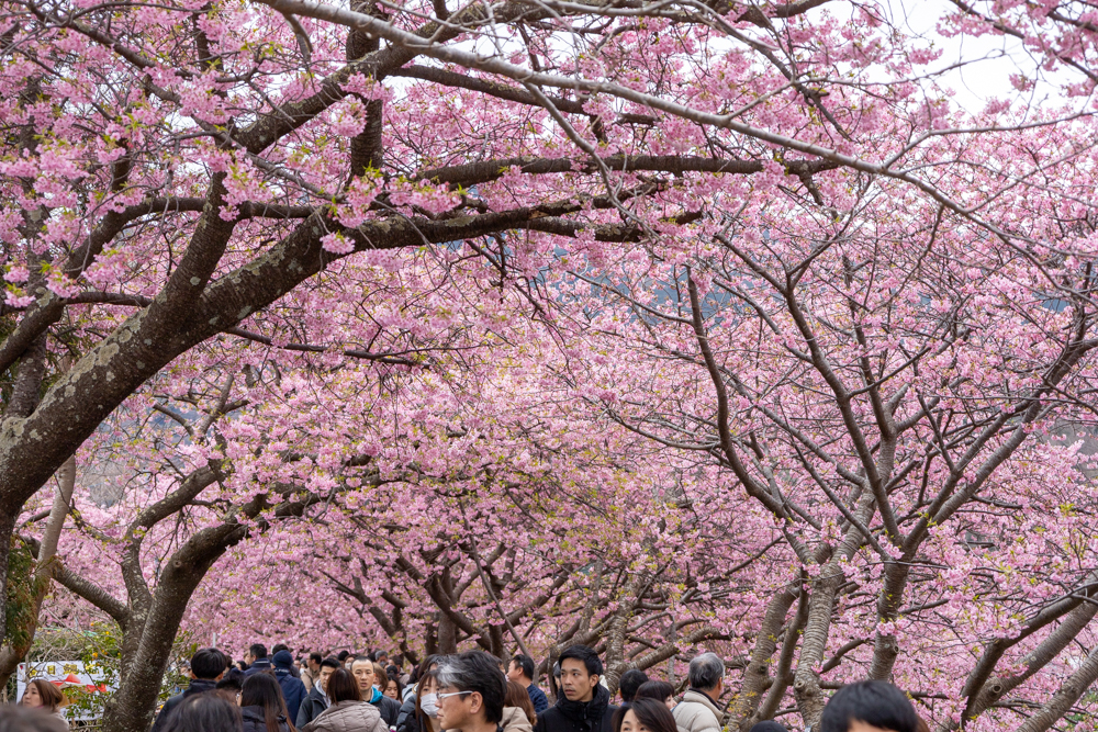 河津桜まつり、2月春、静岡県加茂郡の観光・撮影スポットの名所
