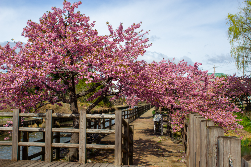 長島水辺のやすらぎパーク、河津桜、3月春の花、三重県桑名市の観光・撮影スポットの名所