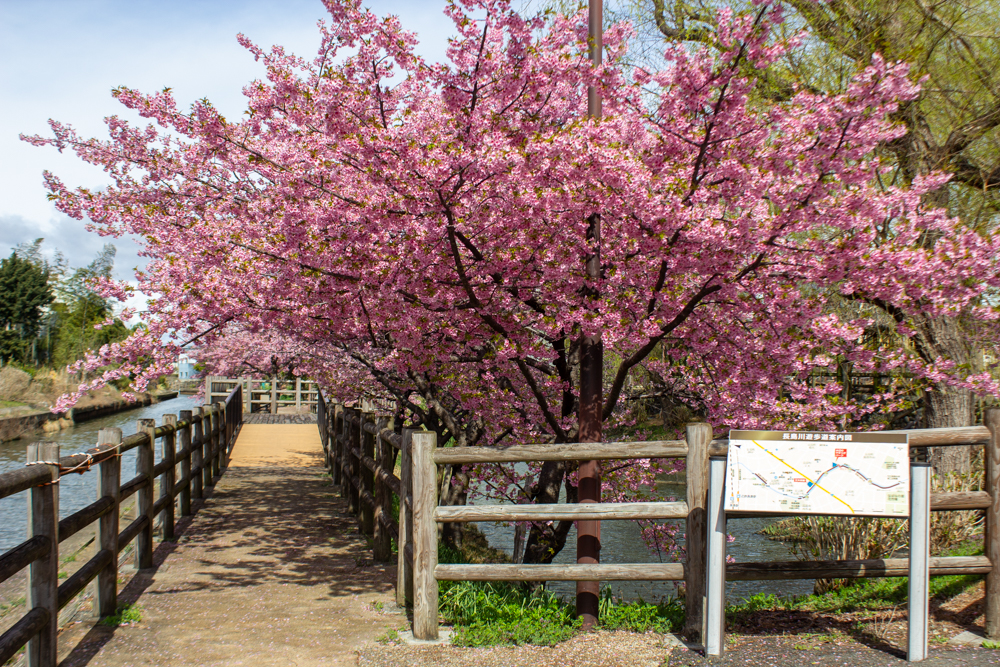 長島水辺のやすらぎパーク、河津桜、3月春の花、三重県桑名市の観光・撮影スポットの名所