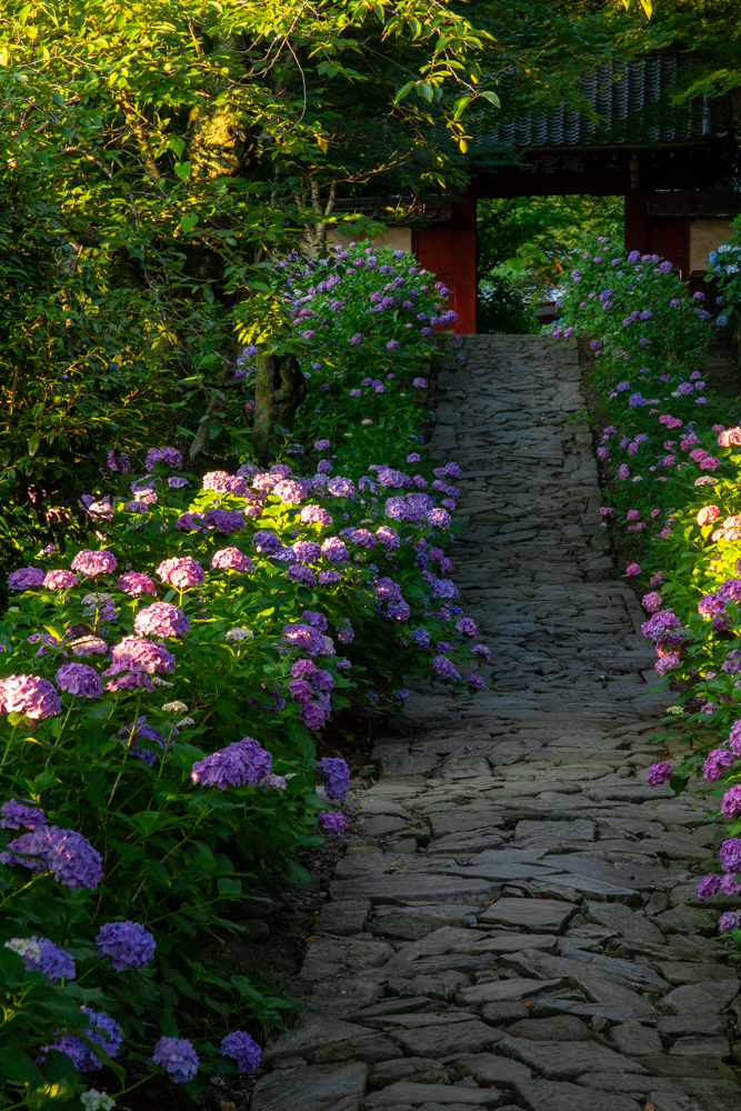 本光寺、あじさい、6月夏の花、愛知県額田郡の観光・撮影スポットの画像と写真