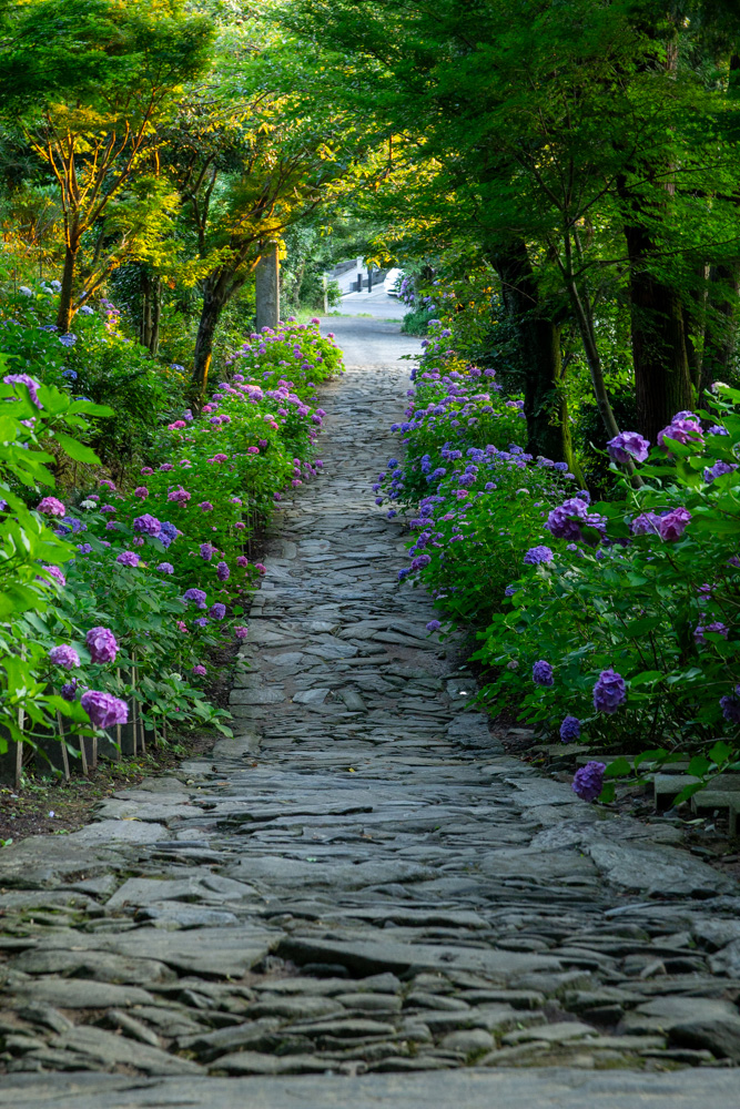 本光寺、あじさい、6月夏の花、愛知県額田郡の観光・撮影スポットの画像と写真