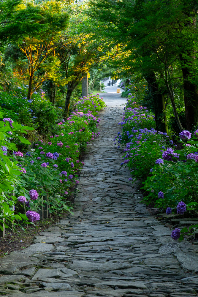 本光寺、あじさい、6月夏の花、愛知県額田郡の観光・撮影スポットの画像と写真