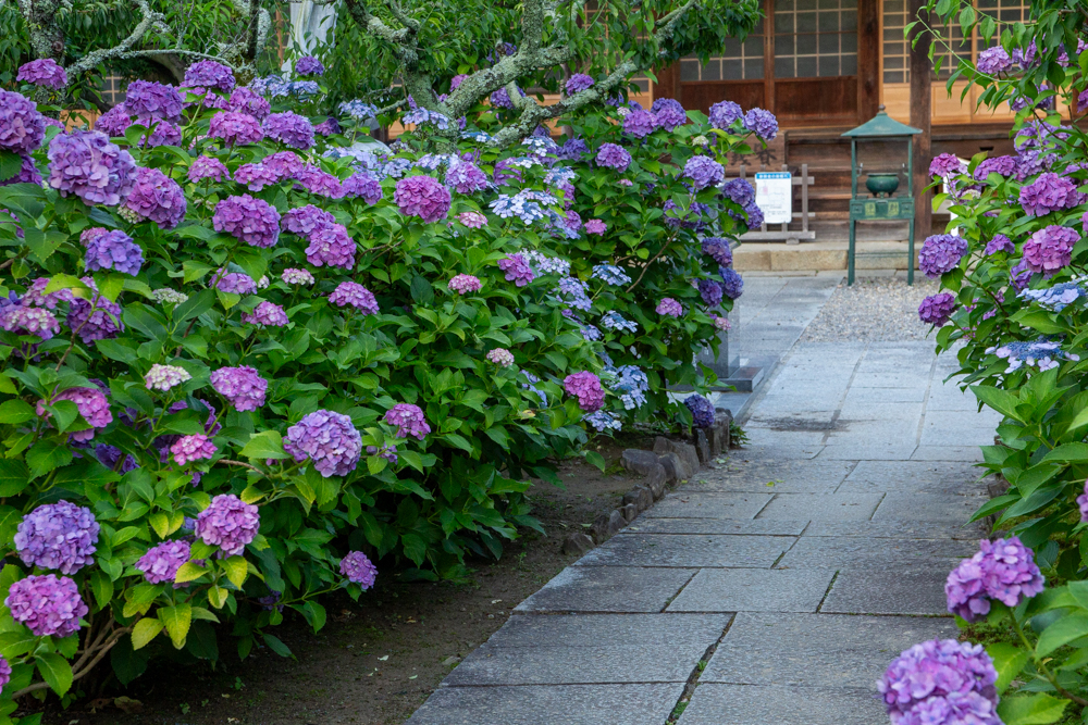 本光寺、あじさい、6月夏の花、愛知県額田郡の観光・撮影スポットの画像と写真