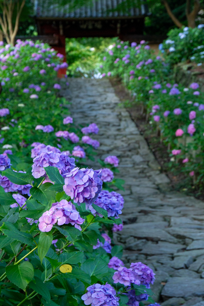 本光寺、あじさい、6月夏の花、愛知県額田郡の観光・撮影スポットの画像と写真