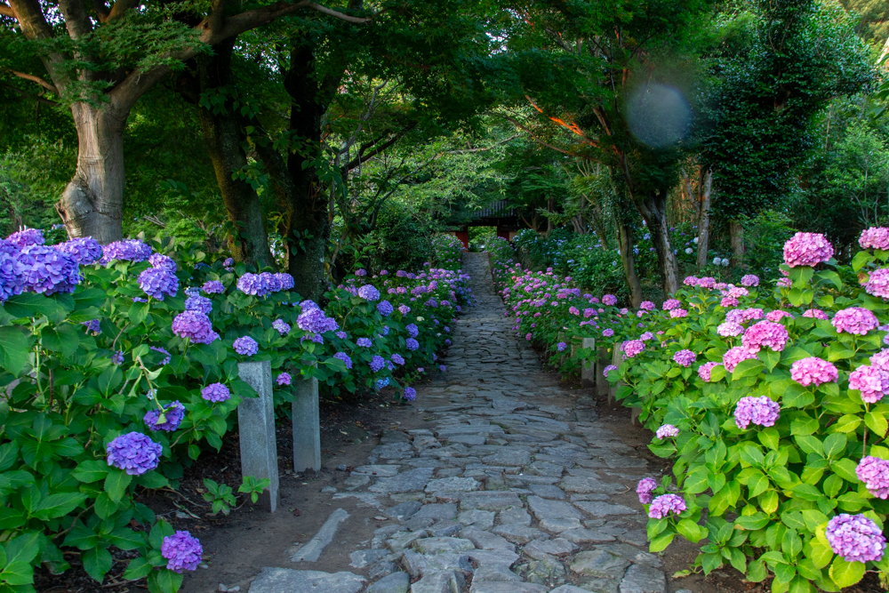 本光寺、あじさい、6月夏の花、愛知県額田郡の観光・撮影スポットの画像と写真