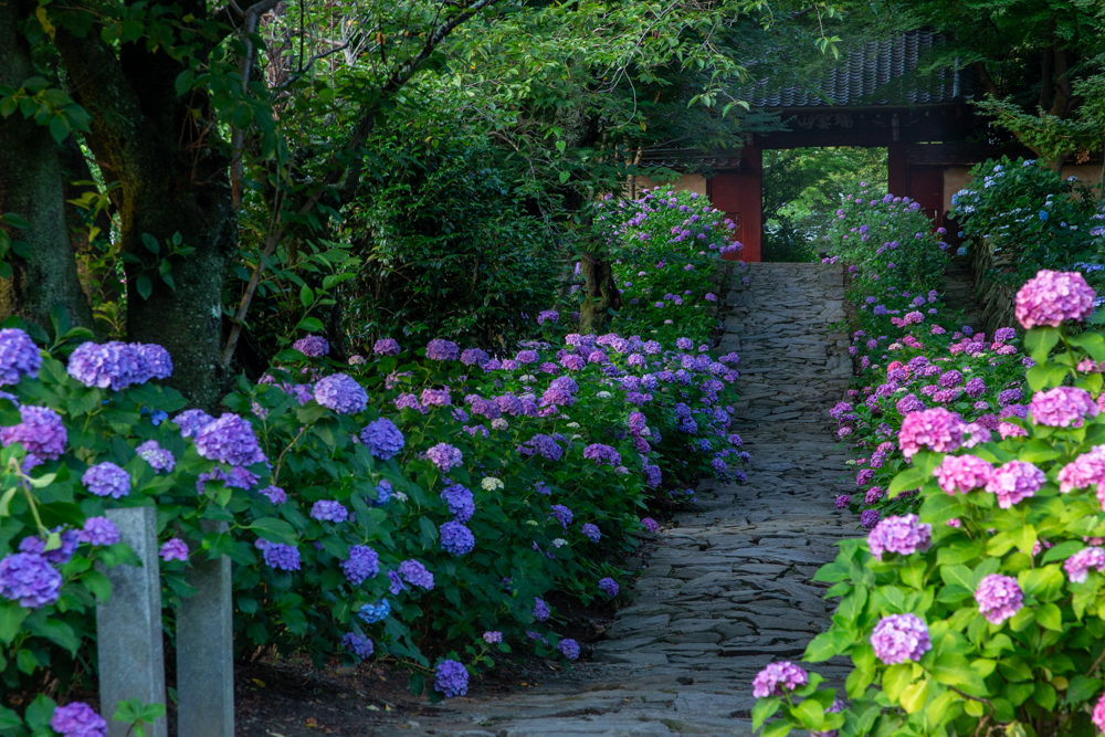 本光寺、あじさい、6月夏の花、愛知県額田郡の観光・撮影スポットの画像と写真