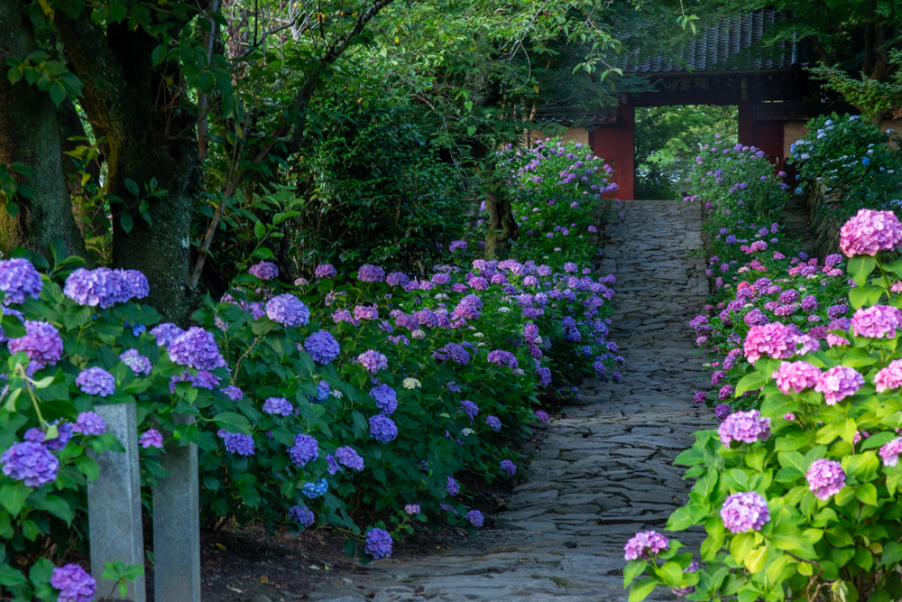 本光寺、あじさい、6月夏の花、愛知県額田郡の観光・撮影スポットの画像と写真