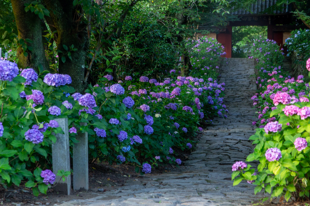 本光寺、あじさい、6月夏の花、愛知県額田郡の観光・撮影スポットの画像と写真