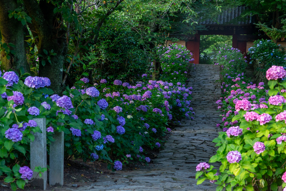 本光寺、あじさい、6月夏の花、愛知県額田郡の観光・撮影スポットの画像と写真