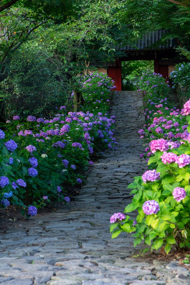 本光寺、あじさい、6月夏の花、愛知県額田郡の観光・撮影スポットの画像と写真