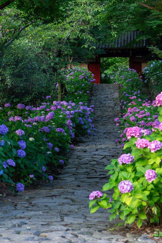 本光寺、あじさい、6月夏の花、愛知県額田郡の観光・撮影スポットの画像と写真