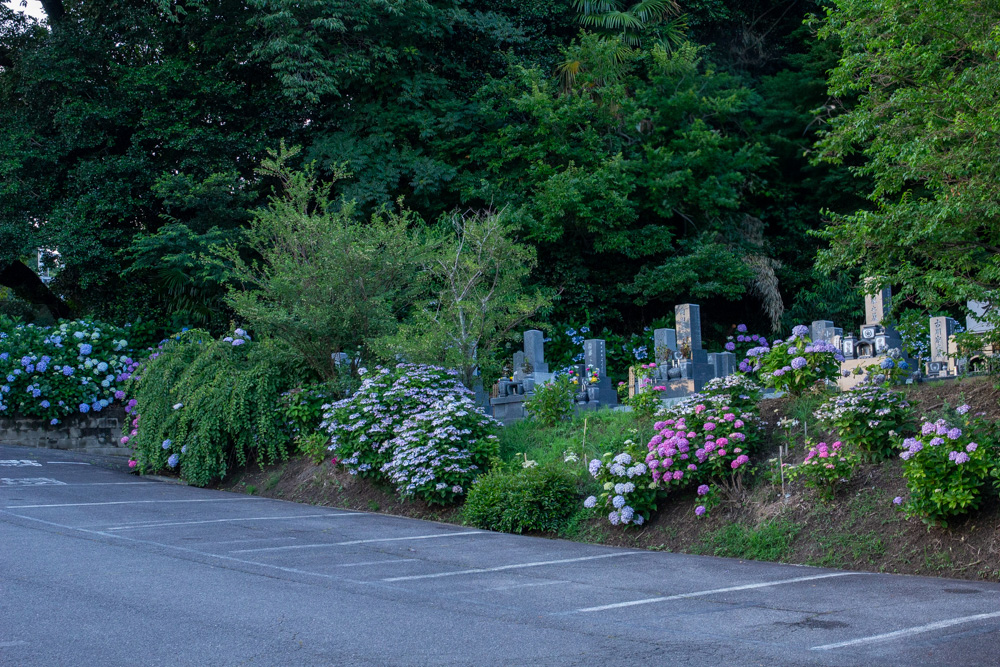 本光寺、あじさい、6月夏の花、愛知県額田郡の観光・撮影スポットの画像と写真