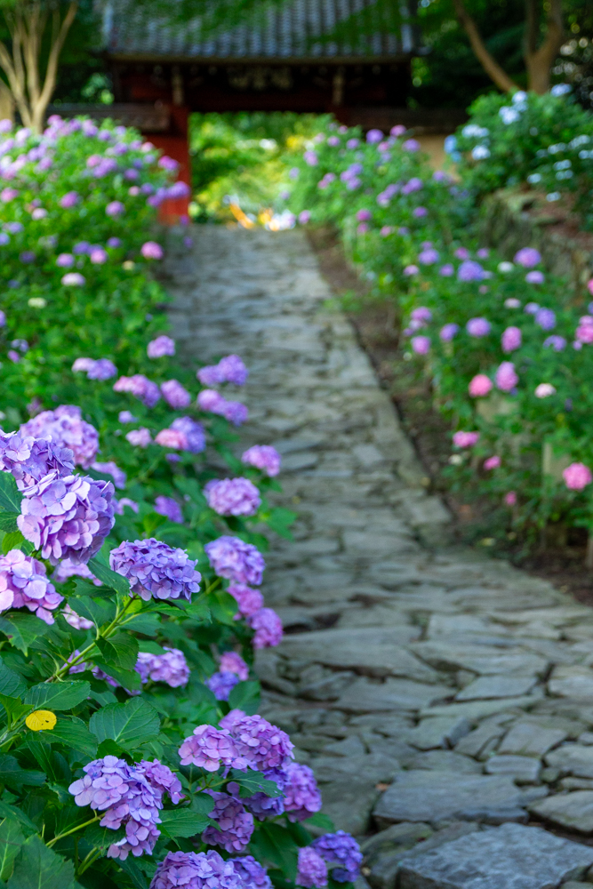 本光寺、あじさい、6月夏の花、愛知県額田郡の観光・撮影スポットの画像と写真