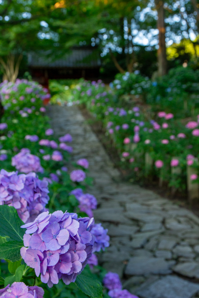 本光寺、あじさい、6月夏の花、愛知県額田郡の観光・撮影スポットの画像と写真