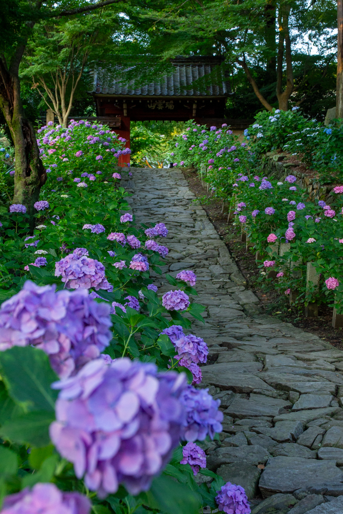 本光寺、あじさい、6月夏の花、愛知県額田郡の観光・撮影スポットの画像と写真