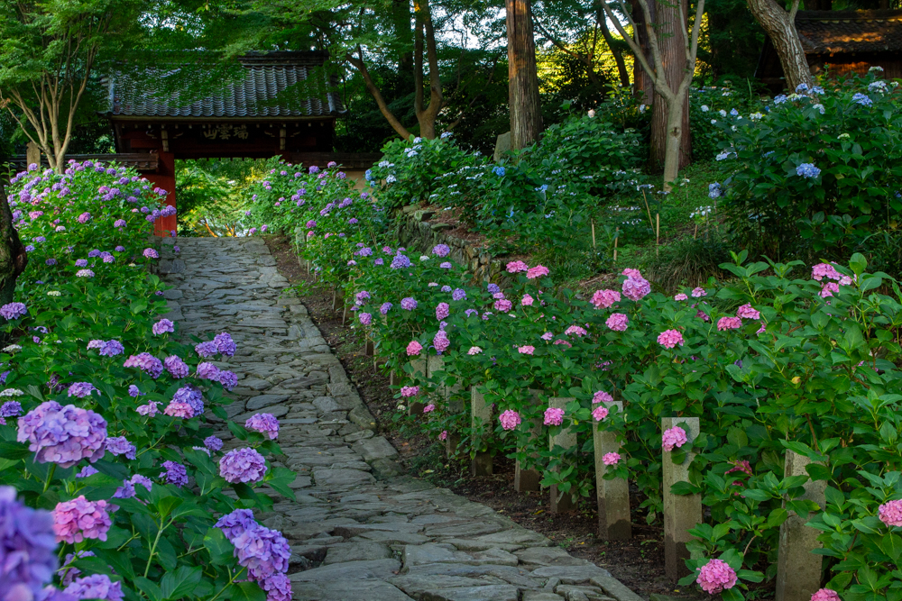 本光寺、あじさい、6月夏の花、愛知県額田郡の観光・撮影スポットの画像と写真