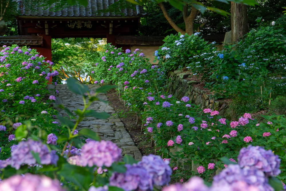 本光寺、あじさい、6月夏の花、愛知県額田郡の観光・撮影スポットの画像と写真