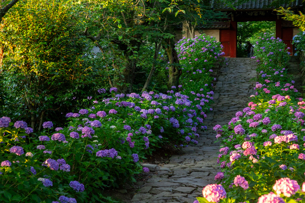 本光寺、あじさい、6月夏の花、愛知県額田郡の観光・撮影スポットの画像と写真